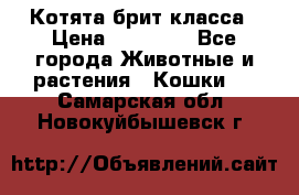 Котята брит класса › Цена ­ 20 000 - Все города Животные и растения » Кошки   . Самарская обл.,Новокуйбышевск г.